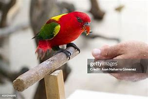 Image result for Lorie's Bird