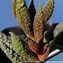 Image result for Adromischus Cactus