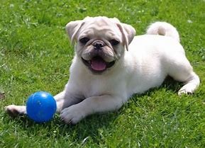 Image result for White Baby Pug