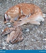 Image result for Newborn Deer Fawn