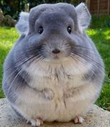 Image result for Achiles Fat