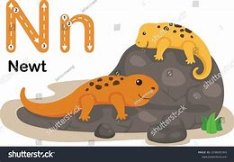 Image result for What's in Newt Letters Capsules