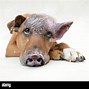 Image result for Pig Front Profile