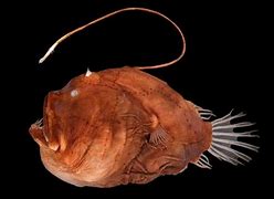 Image result for Humpback AnglerFish