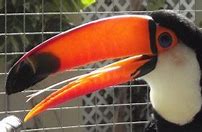 Image result for toucan tongue anatomy