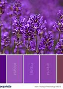 Image result for Lavender Purple