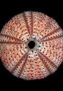 Image result for Urchin Inside