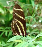 Image result for Varied Egg Fly Butterfly Wings Closed