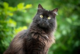 Image result for Small Black Cat in Long Grass