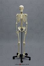 Image result for A Human Skeleton