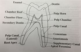 Image result for Pulp Anatomy