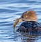 Image result for Hooded Merganser Fskeleton