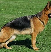 Image result for Image of a Blur German Shepherd Puppy