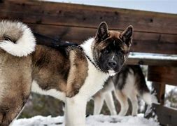 Image result for Akita AKC