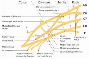 Image result for Brachial Plexus Roots