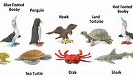 Image result for Safari LTD Galapagos Toob