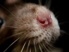 Image result for Rat Nose Shapes