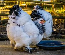 Image result for Chicken Drink Water