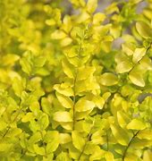 Image result for Bright Yellow Green Shrubs