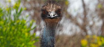 Image result for Great Emu War