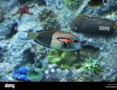 Image result for Pretty Fish