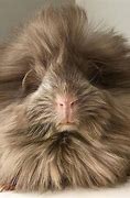 Image result for Brown Guinea Pig Long Hair