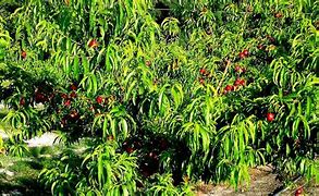 Image result for Identify Peach Tree