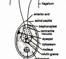 Image result for Algae Graphic