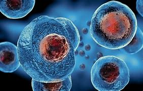 Image result for Embryonic Cell Division