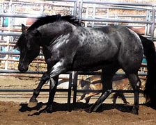 Image result for Black Roan Horse