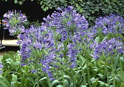 Image result for Summer Flowering Bulbs