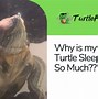 Image result for Turtle Sleeping