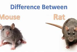 Image result for Mause Vs. Rat