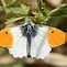 Image result for Butterfly Carrying Another Butterfly