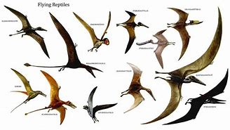 Image result for Biggest Flying Dinosaur