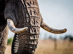 Image result for Baby Elephant Tusks