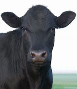 Image result for Angus Cattle