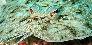 Image result for Fish with Migrating Eye