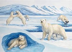 Image result for Polar Bear Life Cycle