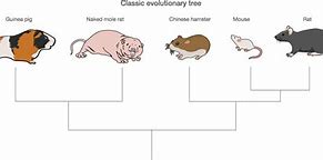 Image result for Rodent Family Tree