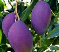 Image result for Purple Mango