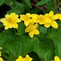 Image result for Shrubs with Yellow Flowers and Brown Leaves