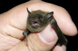 Image result for Rabid Bat Bite