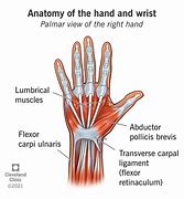 Image result for Carpel Label Diagram