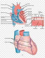 Image result for Myocardium of Interventricular Septum