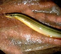 Image result for Long Baim Fish