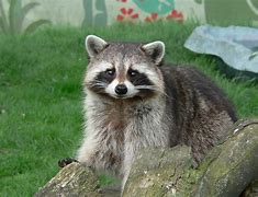 Image result for Raccoon Cue