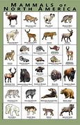 Image result for North American Mammals List