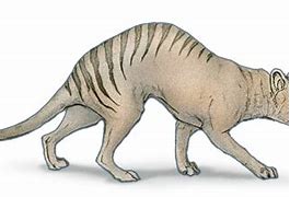 Image result for Thylacine Transparent Background