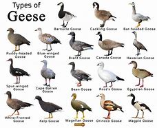 Image result for Small Grey Goose Species